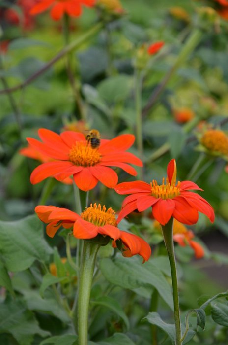Tithonia rotundifolia 'Torch' (4)